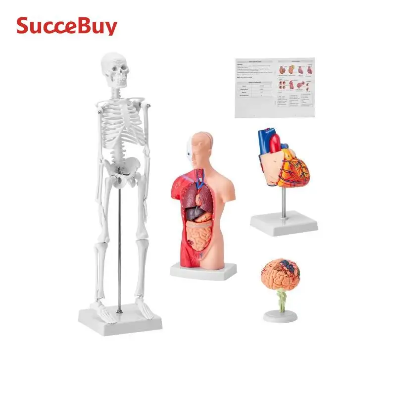 VEVOR Ensemble de Modèles Anatomiques Humains 4PCs Cerveau Coeur Torse et Squelette Grandeur Nature Modèle d'Enseignement en PVC Parties Détachables pour Formation Médicale Présentation École Hôpital