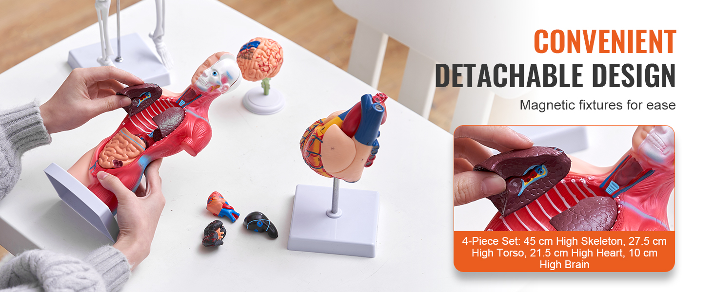 VEVOR Ensemble de Modèles Anatomiques Humains 4PCs Cerveau Coeur Torse et Squelette Grandeur Nature Modèle d'Enseignement en PVC Parties Détachables pour Formation Médicale Présentation École Hôpital – Image 5